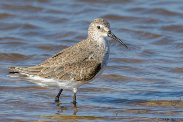 Curlew Sandpiper - South Africa - De Hoop - 2021