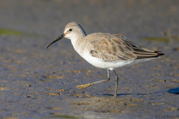 Curlew Sandpiper - South Africa - Velddrif - 2024