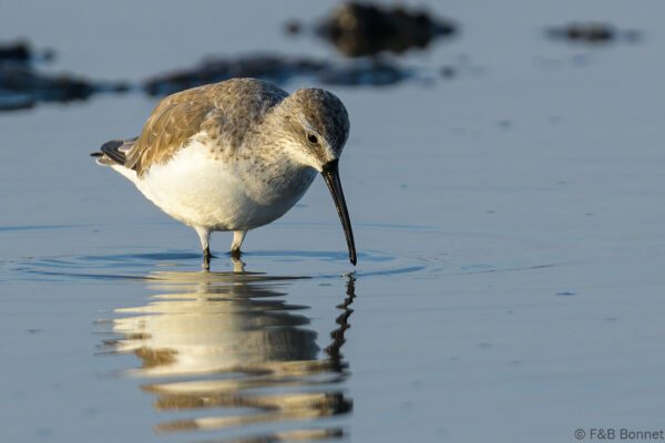 Curlew Sandpiper - Thailand - Pak Thale - 2023