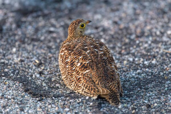 Double-banded Sandgrouse ♀ - South Africa - Kruger NP - 2022