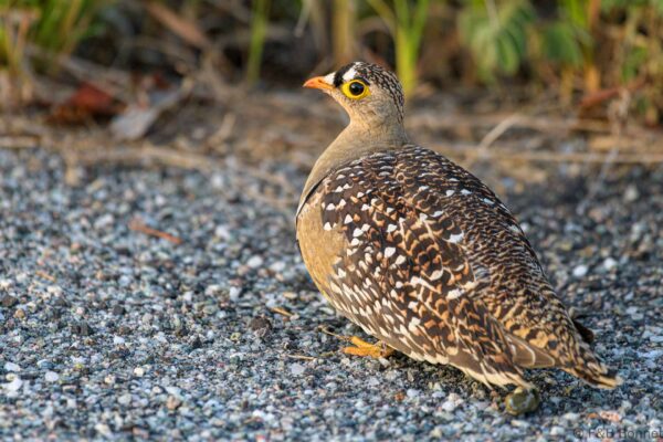 Double-banded Sandgrouse ♂ - South Africa - Kruger NP - 2022