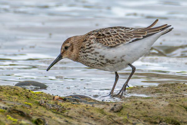 Bécasseau variable - France - Bretagne - 2021