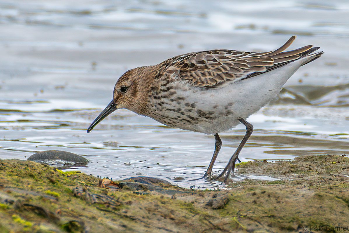 Bécasseau variable - France - Bretagne - 2021