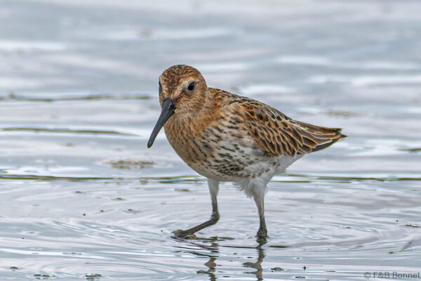 Bécasseau variable - France - Bretagne - 2021