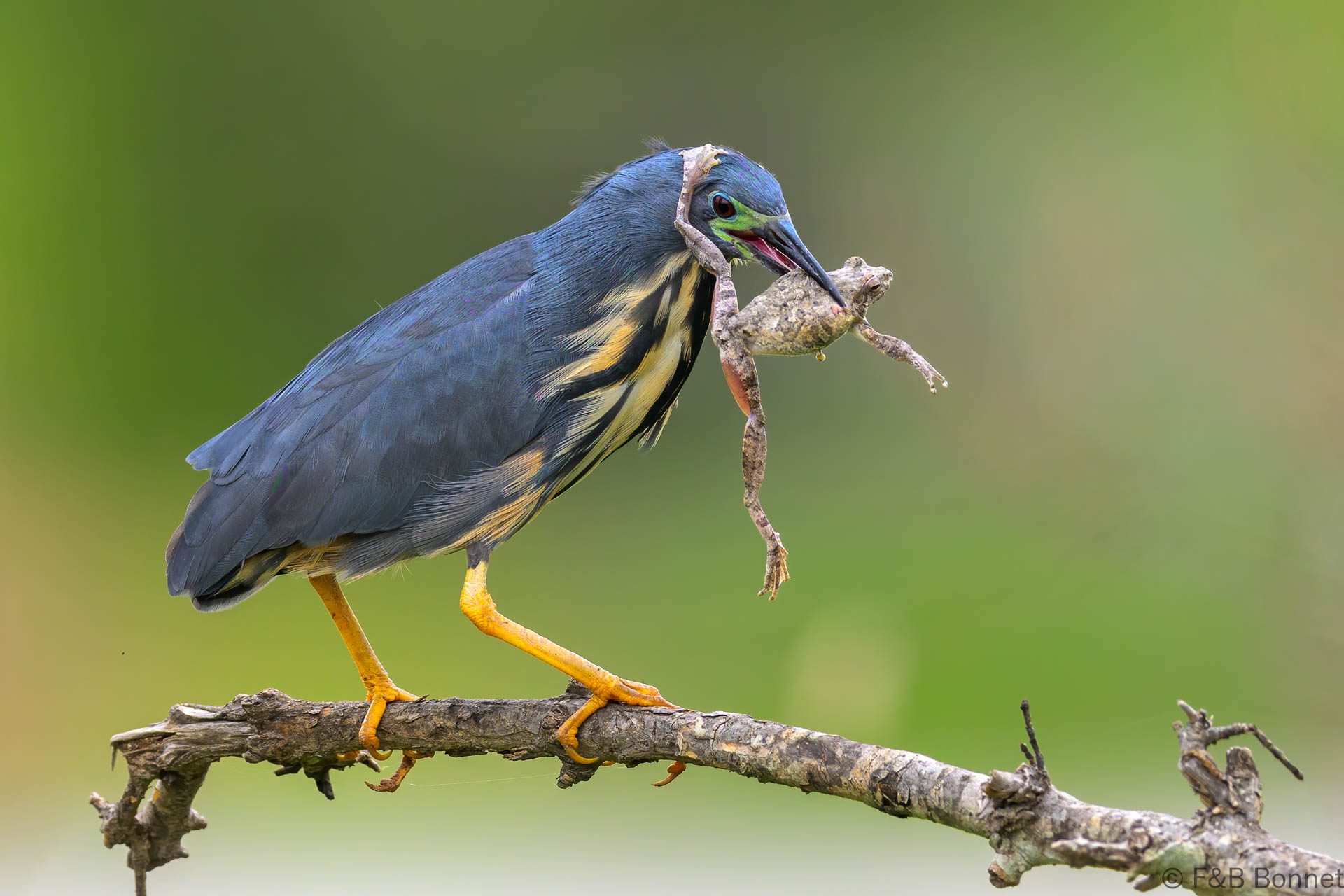 Dwarf Bittern - South Africa - Kruger NP - 2025