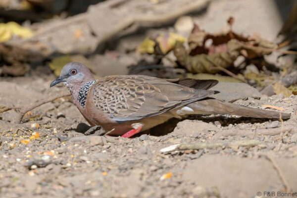 Eastern Spotted Dove - Thailand - Kaeng Krachan - 2023