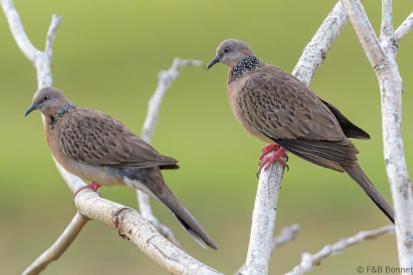 Eastern Spotted Dove - Thailand - Ban Thung Yai - 2023