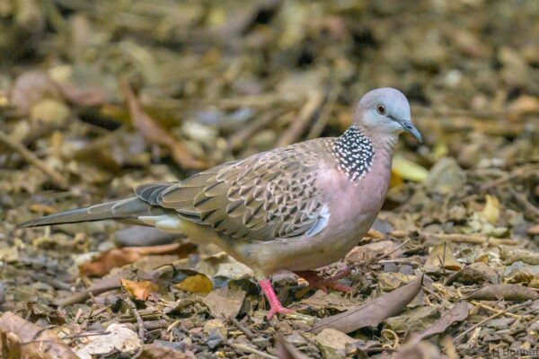 Eastern Spotted Dove - Thailand - Kaeng Krachan - 2023