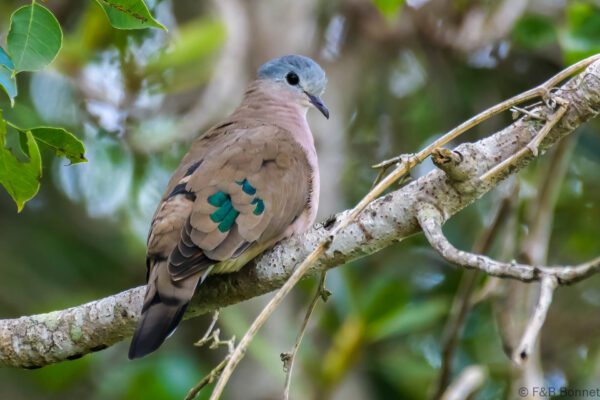 Emerald-spotted Wood Dove - South Africa - iSimangaliso - 2022