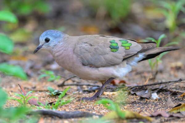 Emerald-spotted Wood Dove - South Africa - Kruger NP - 2025