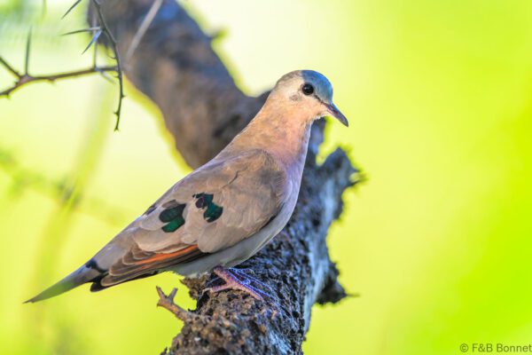 Emerald-spotted Wood Dove - South Africa - Kruger NP - 2025