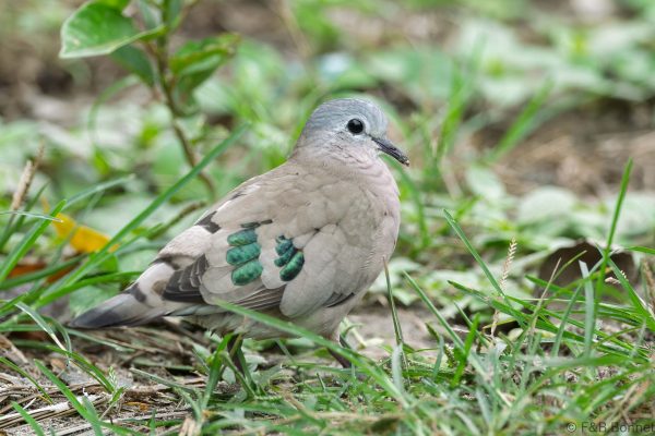Emerald-spotted Wood Dove - South Africa - Tembe - 2026