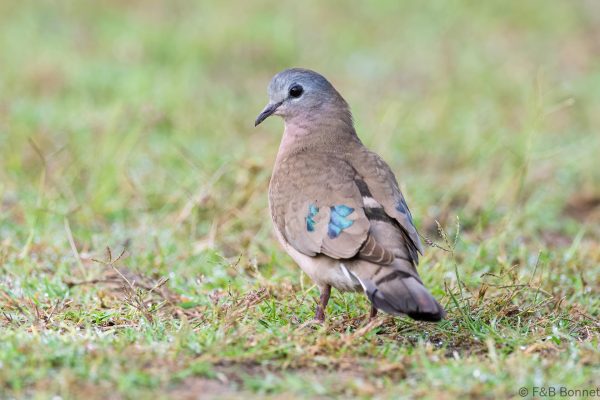 Emerald-spotted Wood Dove - South Africa - Tembe - 2026