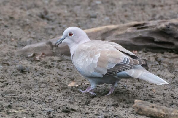 Tourterelle turque - France - Bretagne - 2021
