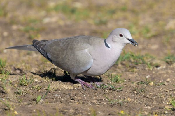 Tórtola turca - Spain - Andalucía - 2023