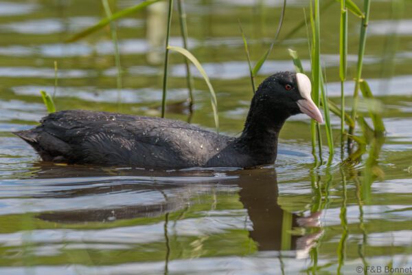 Foulque macroule - France - Pays de la Loire - 2023