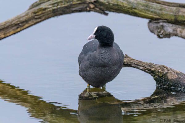 Foulque macroule - France - Pays de la Loire - 2023