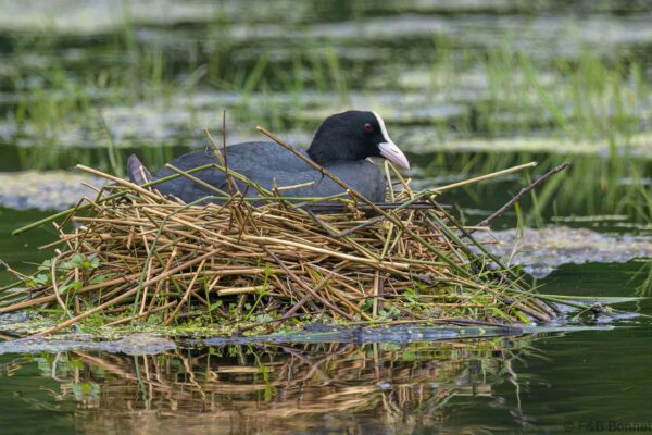 Foulque macroule - France - Pays de la Loire - 2023