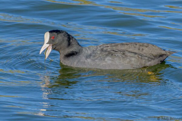 Focha común - España - Andalucía - 2022