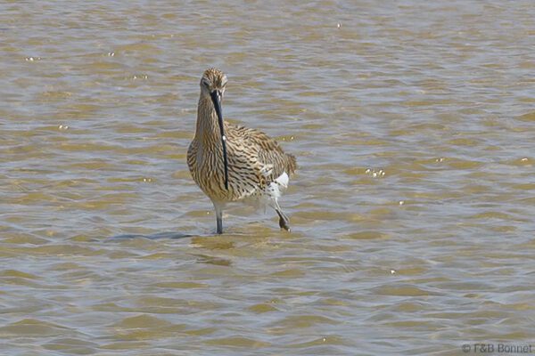 Courlis cendré - Senegal - La Somone - 2023