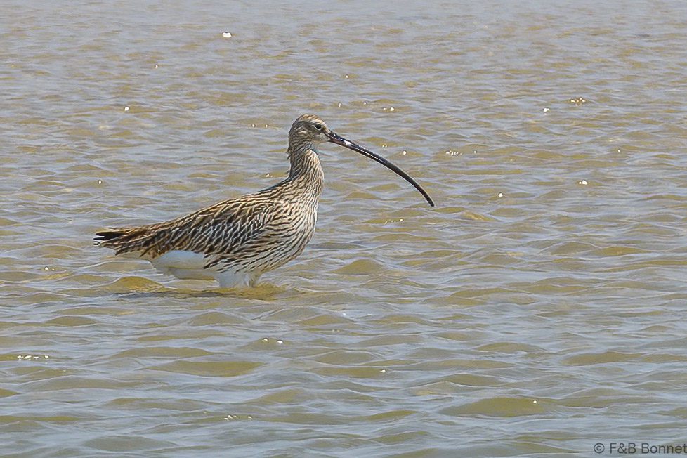Courlis cendré - Senegal - La Somone - 2023