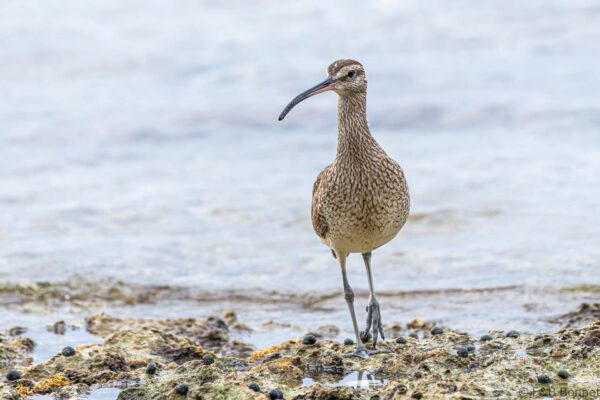 Zarapito trinador - Costa Rica - Puerto viejo - 2021