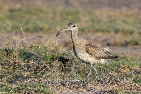 Courlis corlieu - Madagascar - Mangily - 2023