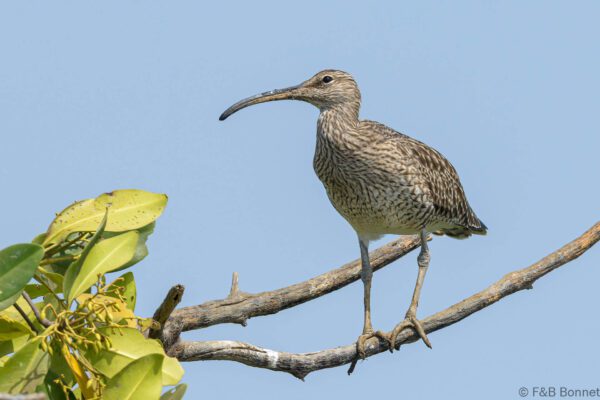 Courlis corlieu - Senegal - Elinkine - 2023