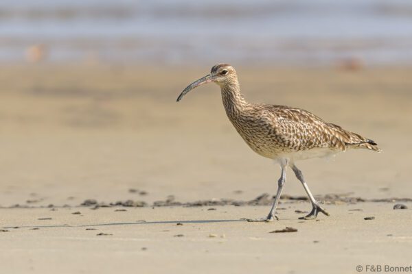 Courlis corlieu - Senegal - Elinkine - 2023