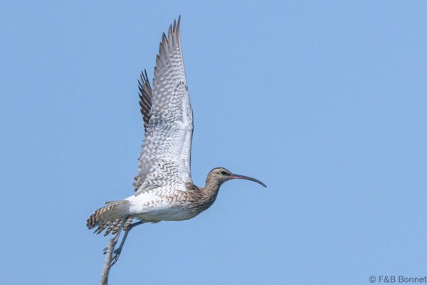 Courlis corlieu - Senegal - Kafountine - 2023