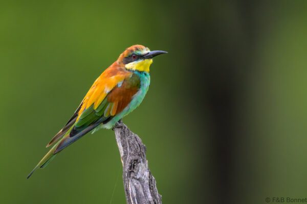 European Bee-eater - South Africa - Kruger NP - 2025