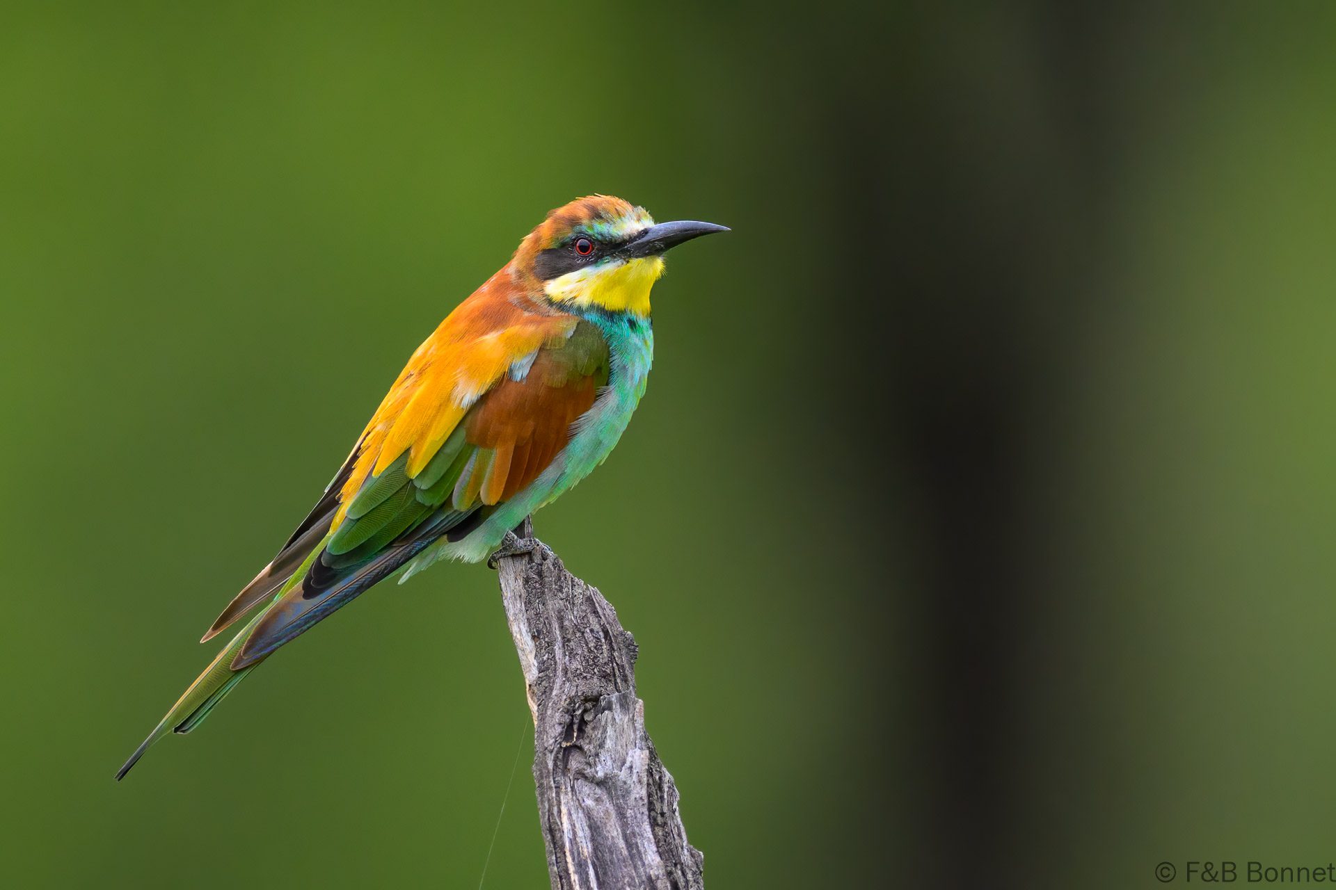European Bee-eater - South Africa - Kruger NP - 2025