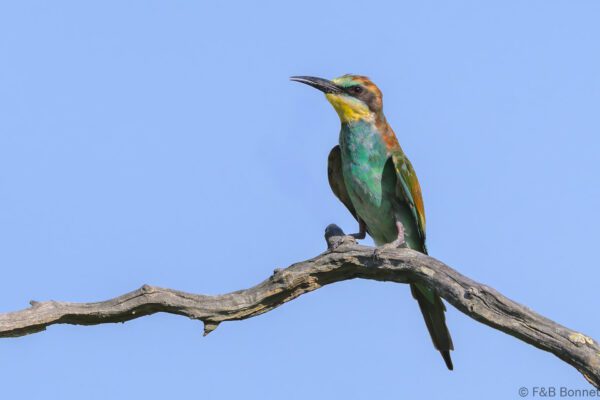 European Bee-eater - South Africa - Kruger NP - 2025