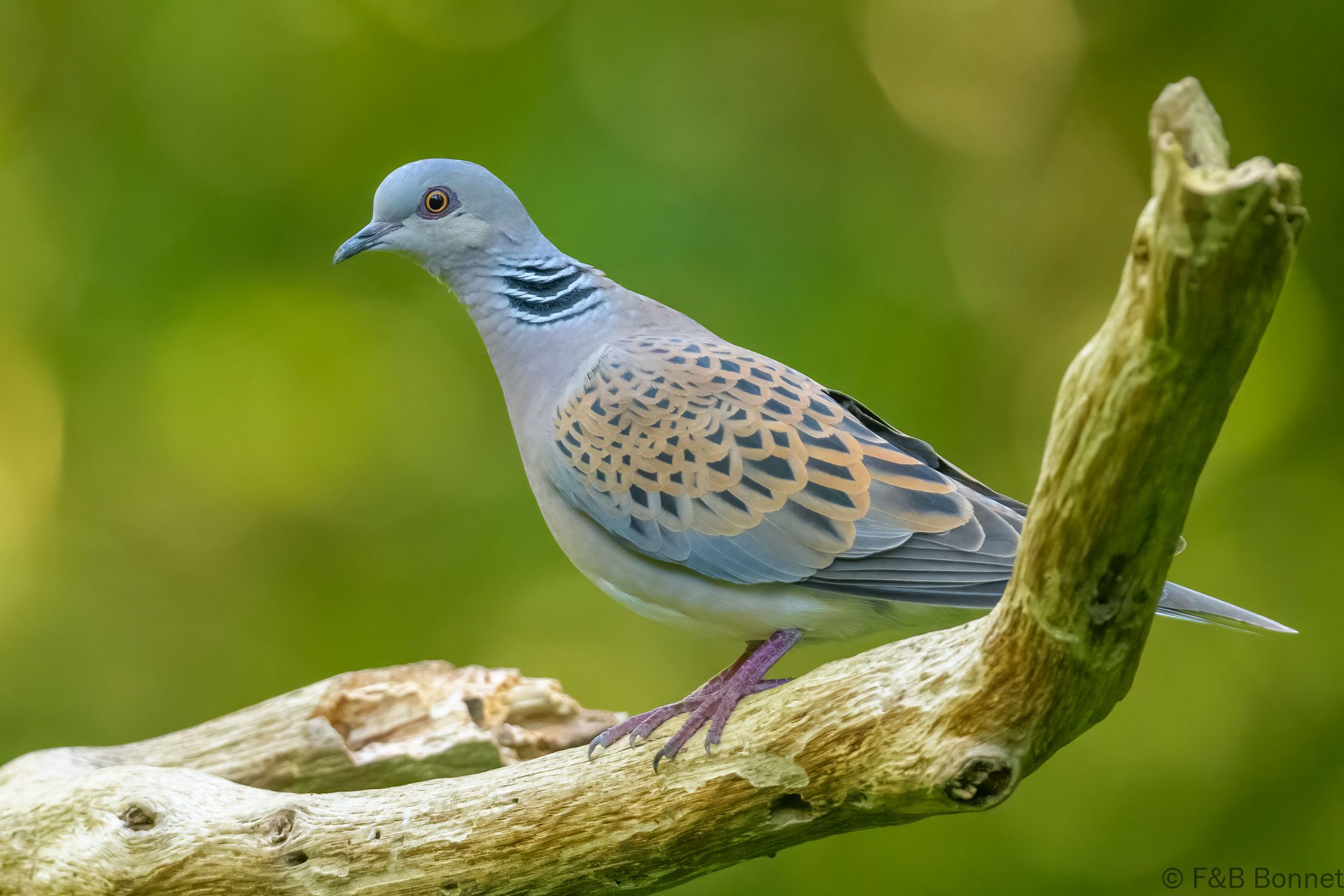 Tourterelle des bois - France - Picardie - 2023