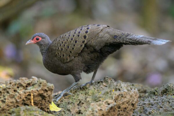Germain's Peacock-Pheasant - Vietnam - Cat Tien - 2026