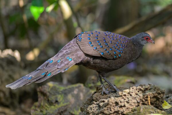 Germain's Peacock-Pheasant - Vietnam - Cat Tien - 2026