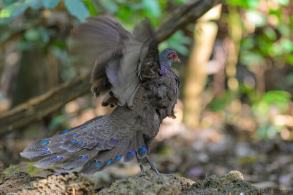 Germain's Peacock-Pheasant - Vietnam - Cat Tien - 2026