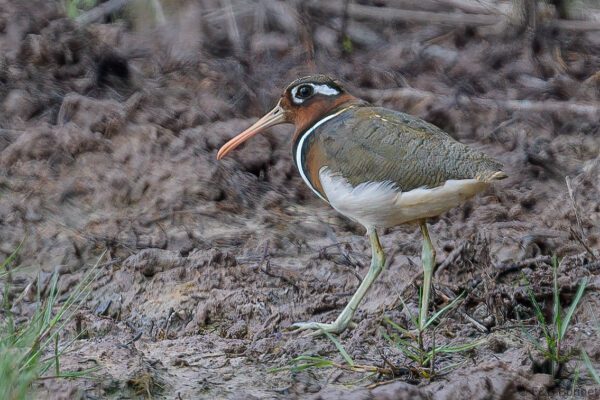 Greater Painted-snipe - Thailand - Krabi 2023
