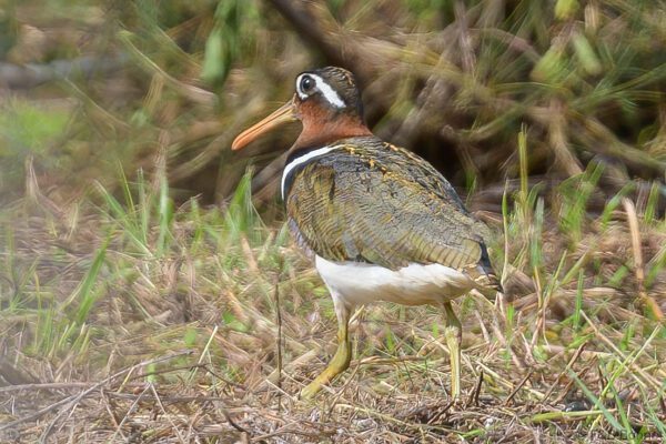 Greater Painted-snipe - Thailand - Krabi - 2023