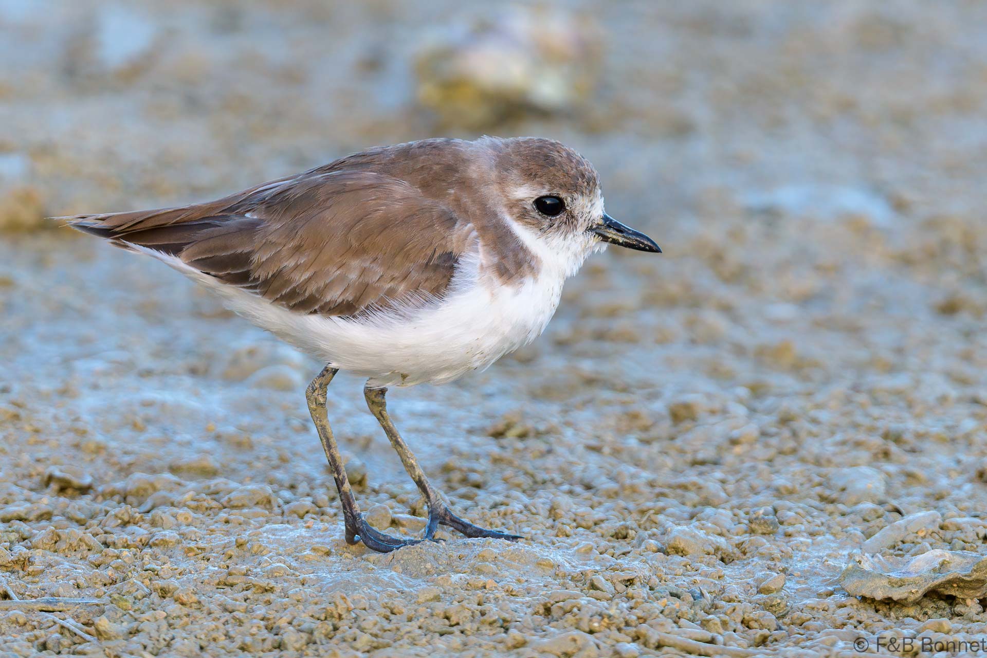 Greater Sand Plover - Thailand - Laem Pakarang - 2023