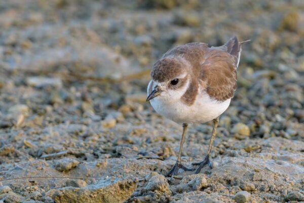 Greater Sand Plover - Thailand - Laem Pakarang - 2023