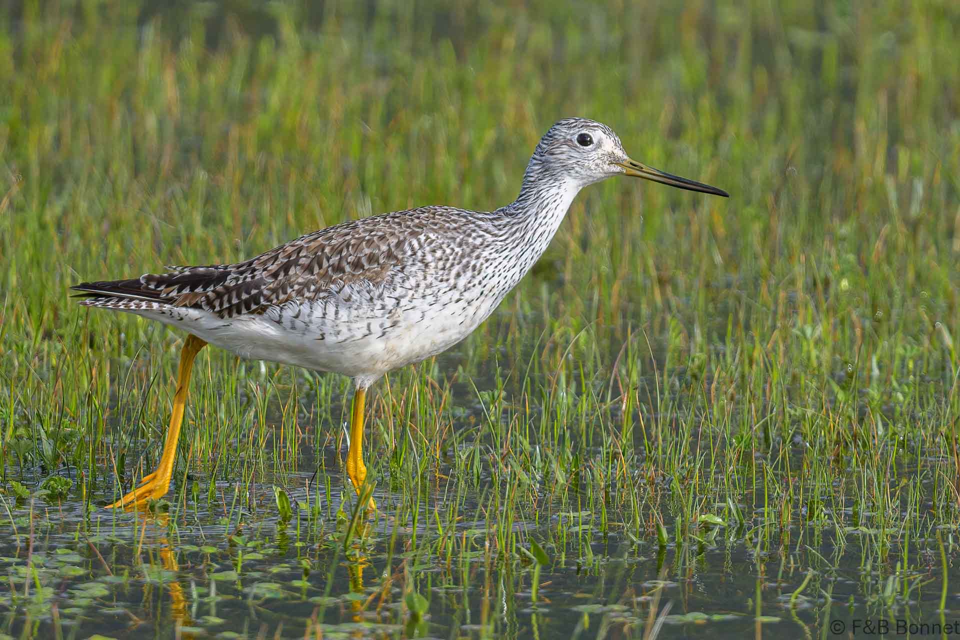 Archibebe patigualdo grande - Ecuador - Volcán Cotopaxi - 2023