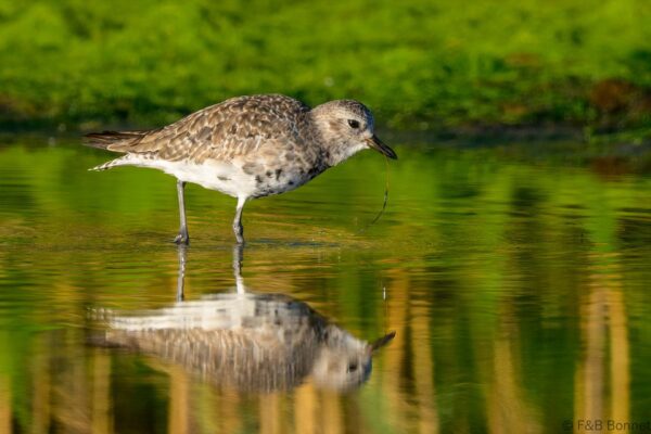 Grey Plover - South Africa - Velddrif - 2024