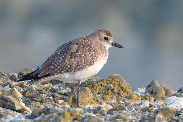 Grey Plover - Thailand - Laem Pakarang - 2023