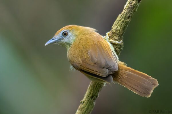 Grey-faced Tit-Babbler - Vietnam - Cat Tien - 2026