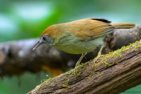 Grey-faced Tit-Babbler - Vietnam - Cat Tien - 2026
