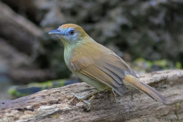 Grey-faced Tit-Babbler - Vietnam - Cat Tien - 2026
