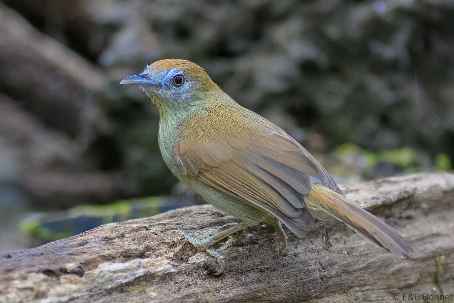 Grey-faced Tit-Babbler - Vietnam - Cat Tien - 2026
