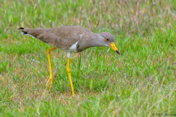Grey headed-Lapwing - Thailand - Ban Thung Yai - 2023