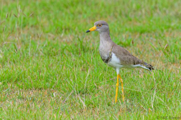 Grey-headed Lapwing - Thailand - Ban Thung Yai - 2023